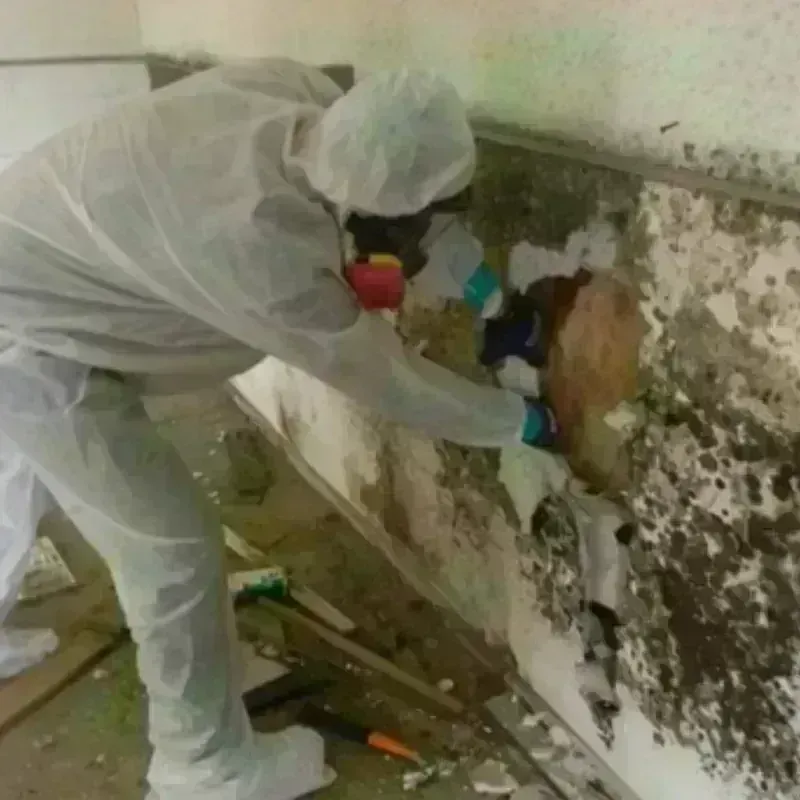 Mold Remediation and Removal in Flora, IN